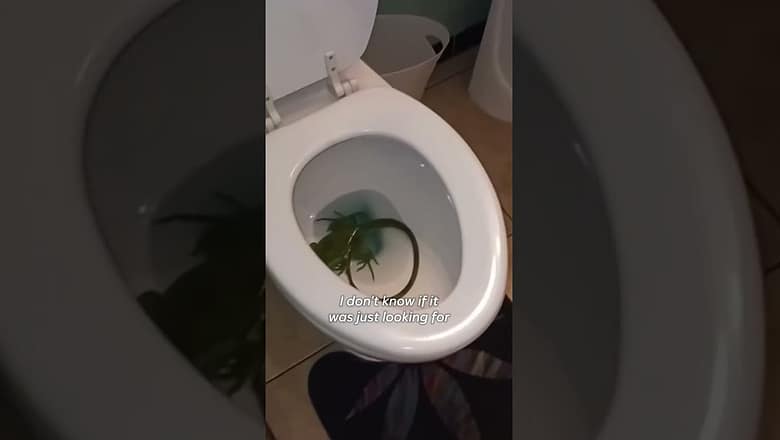 Iguana has ‘spa day’ in man’s toilet #shorts