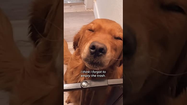 Man sarcastically thanks his golden retriever for taking out the trash #Shorts