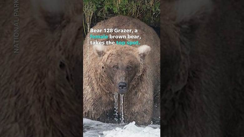 Meet the new Fat Bear Week champion, Grazer! #Shorts