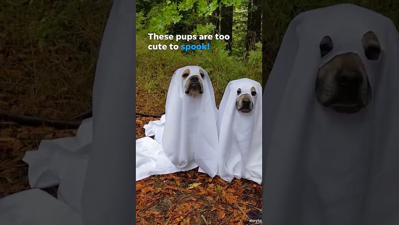 Meet the trio of ghost pups spooking up the streets this Howl-oween #Shorts