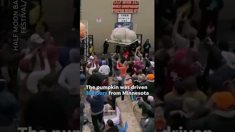 Michael Jordan, the pumpkin, breaks world record with enormous weight #Shorts