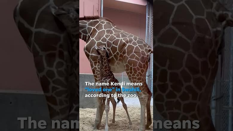 Oakland Zoo welcomes adorable baby giraffe Kendi #Shorts