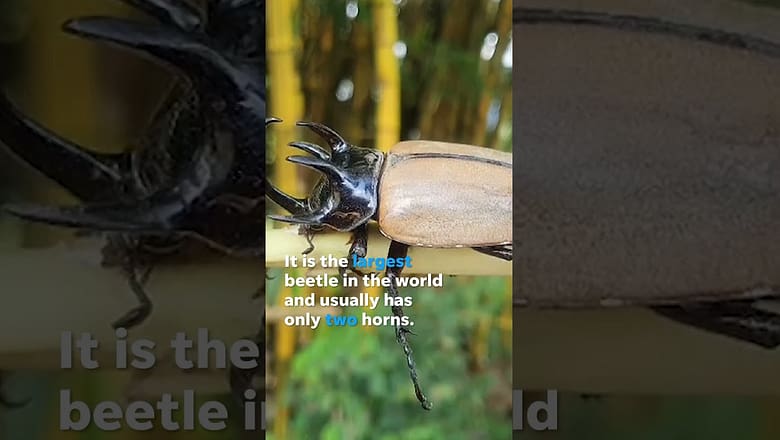 Rare rhinoceros beetle found with five horns instead of two #Shorts