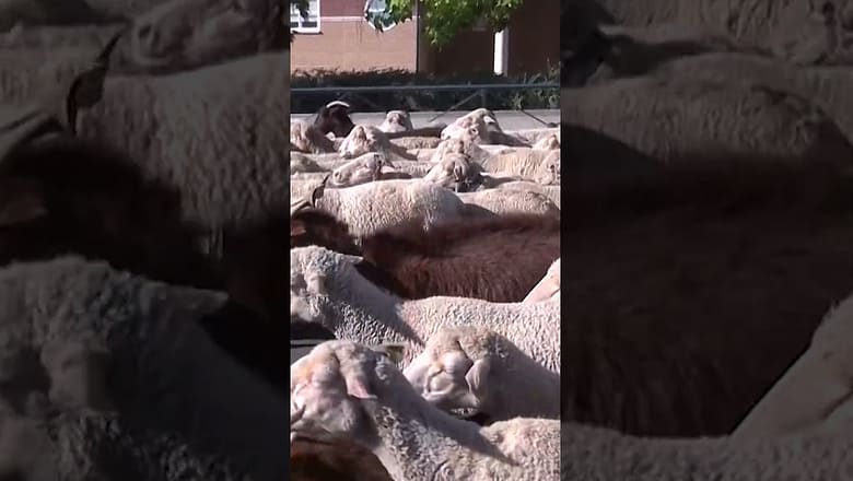 Sheep and goats hold up traffic on the way to new grazing grounds #Shorts
