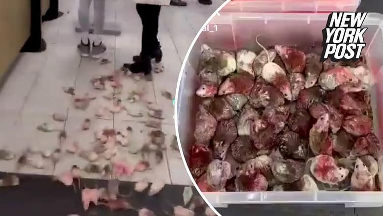 Shocking video shows pro-Palestinian protester releasing spray-painted mice in McDonald’s