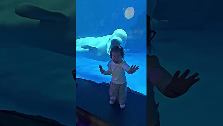 Two-year-old left in tears after Beluga whale ‘pulled a face’ at her #Shorts