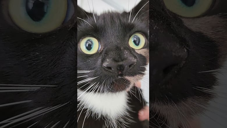 Watch: Unique cat born with two noses #Shorts