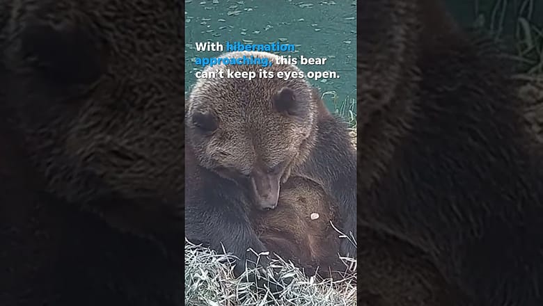 With hibernation approaching, sleepy grizzly bear keeps dozing off #Shorts
