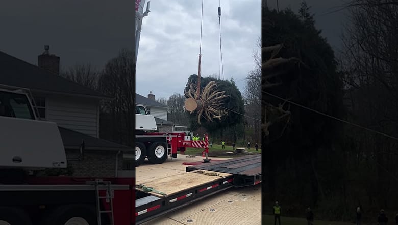 80-foot-tall Christmas tree chosen for Rockefeller Center #Shorts