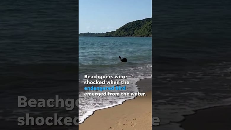 Beachgoer films large bird swimming, emerging from ocean #Shorts