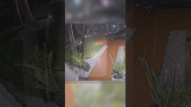 Bear beats residents to taco delivery #Shorts