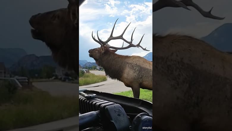 Bull elk charges towards man working on truck in Colorado neighborhood #Shorts
