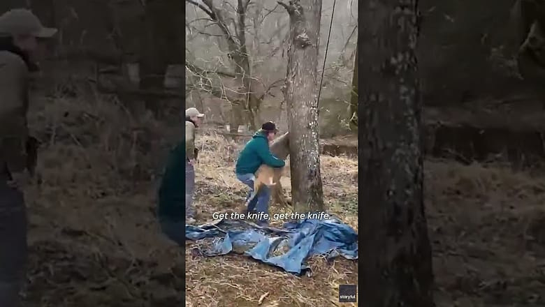 Bystanders help free panicked deer with antlers tangled in rope #Shorts