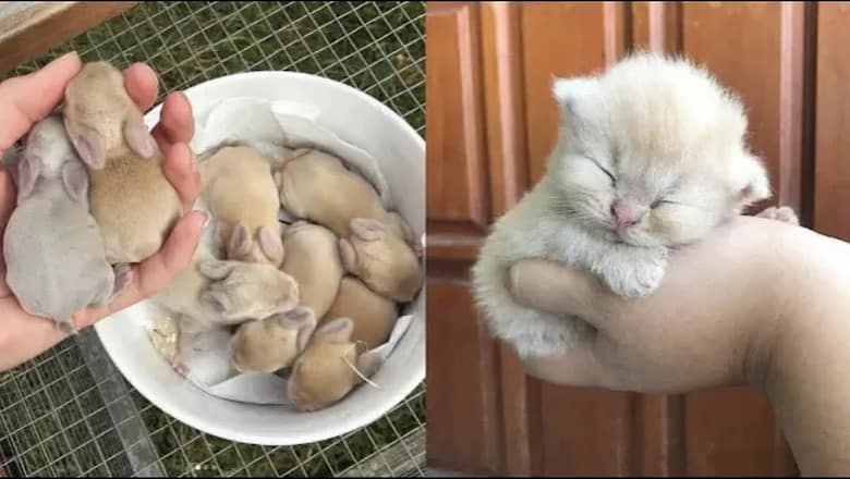 Cute Baby Animals Videos Compilation | Funny and Cute Moment of the Animals #5 – Cutest Animals 2023