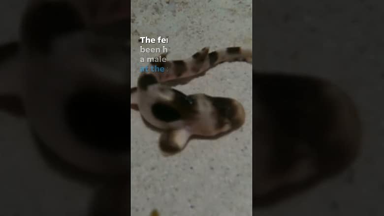 Female shark at US zoo gives birth despite not being near a male in years #Shorts