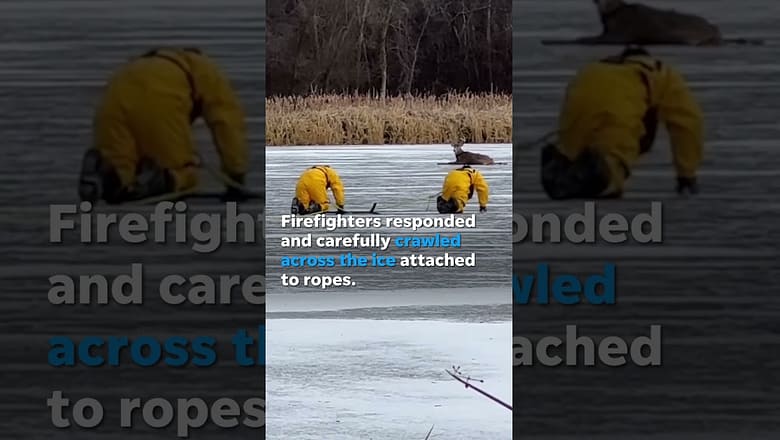 Firefighters rush to rescue deer stranded on frozen lake #Shorts
