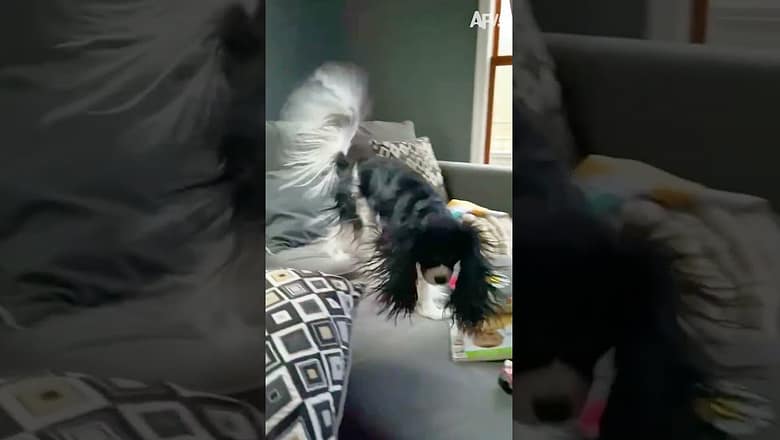 It’s electric! ⚡?? #Shorts #doggos