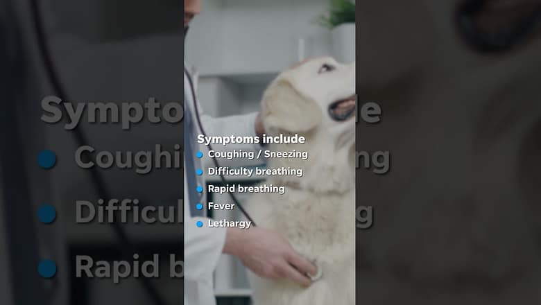 Mysterious respiratory illness is spreading amongst dogs #Shorts
