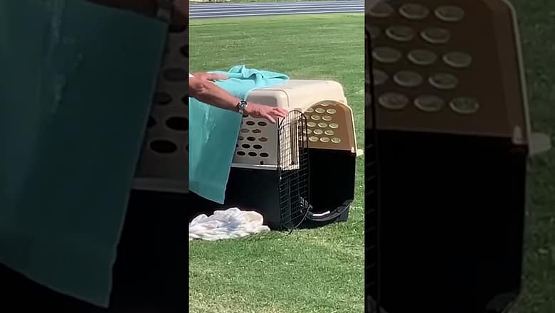 Rescued bald eagle released back into wild after healing broken wing #Shorts