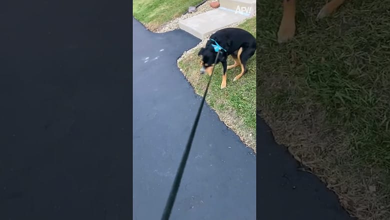 Someone hates walks ??♀️? # Shorts #dogs