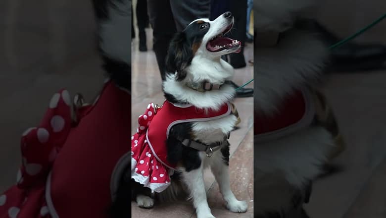 Spooky pups unite on Capitol Hill for annual halloween dog parade #Shorts