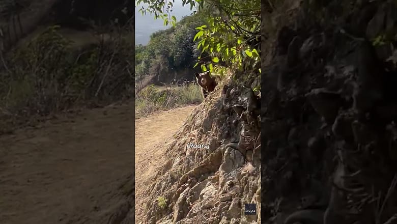 Watch: Bear with cubs charges at trail runner on narrow, winding path #Shorts