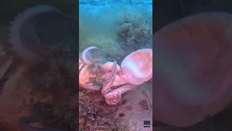 Watch: Diver catches octopuses tussle on camera #Shorts