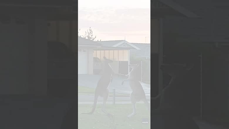 Watch: Kangaroos brawl while people picnic #Shorts