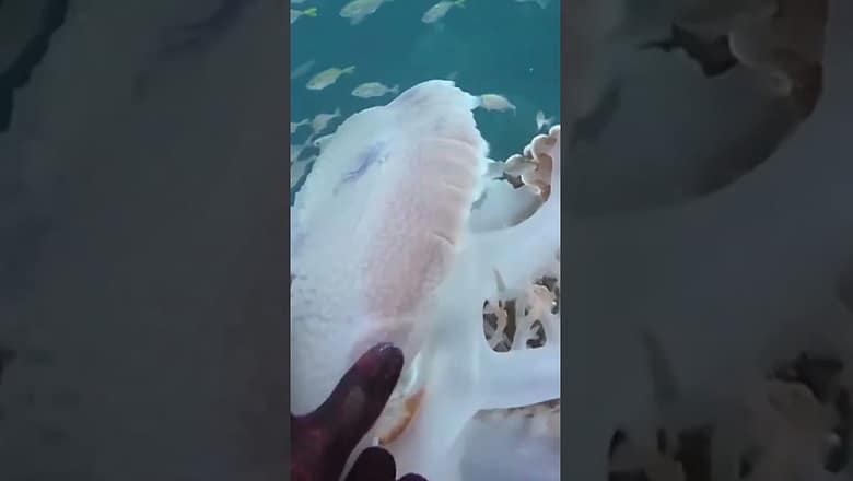 Watch: Mesmerizing video shows crab stuck in jellyfish umbrella #Shorts