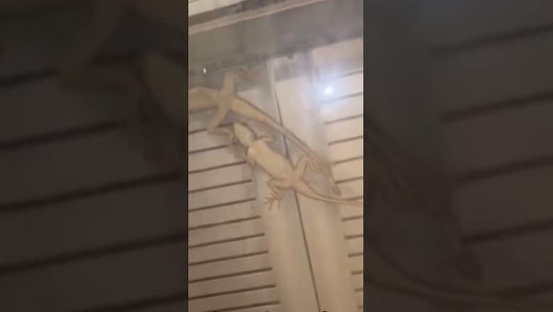 Wild reptiles take shelter for warmth as cooler temps hit South Florida #Shorts