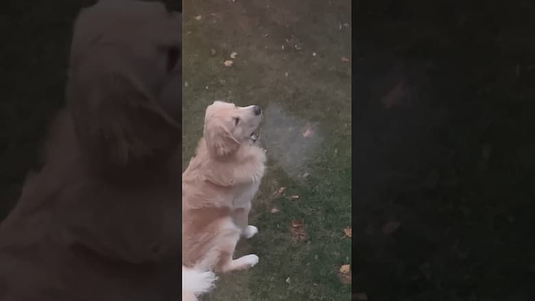 Adorable pup caught on camera experiencing his first snowfall #Shorts