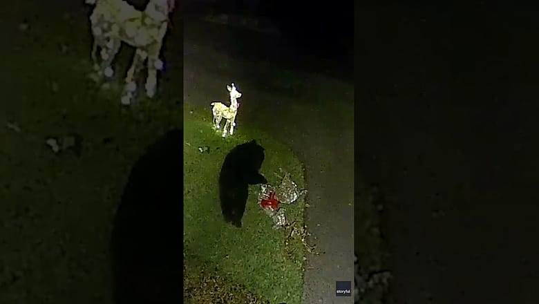 Bear defeats light up lawn reindeer, takes one as a prize #Shorts