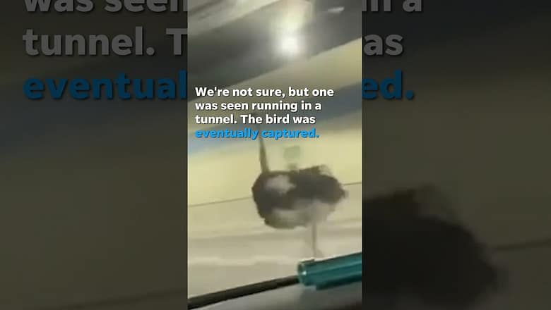 Escaped ostrich leads to temporary traffic congestion inside busy highway tunnel #Shorts