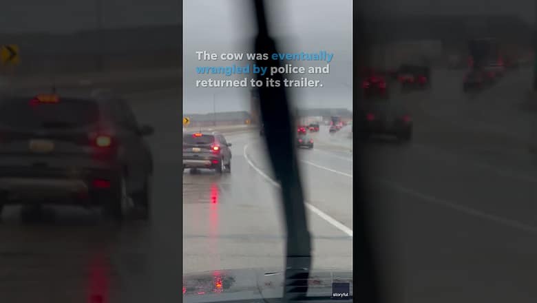 Faulty lock frees cow from its trailer, allowing it to go for a run down a highway #Shorts