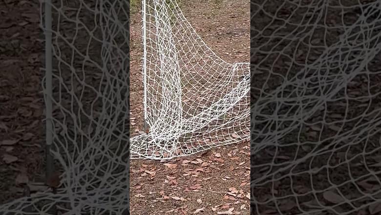 Flock of chickens mysteriously freeze up, owner left #Shorts