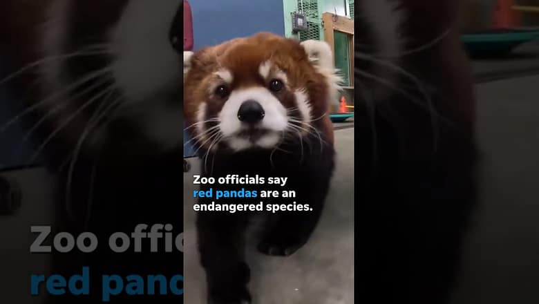 Moshu the red panda goes for a walk around the Oregon Zoo #Shorts