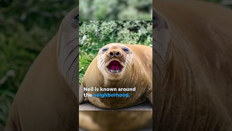 Neil the seal gets into playful standoff with local police in Tasmania #Shorts