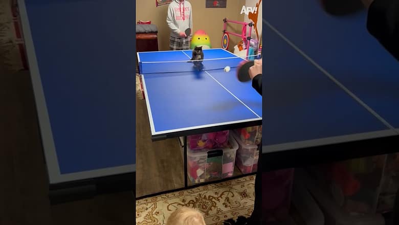Ping pong kitty ?? #Shorts