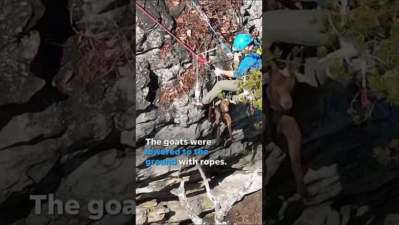 Stranded goats rescued from ledge after nearly two weeks #Shorts