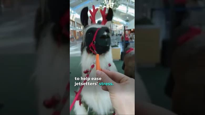 ‘Therapy llamas’ in one airport is helping lessen holiday travel stress #Shorts