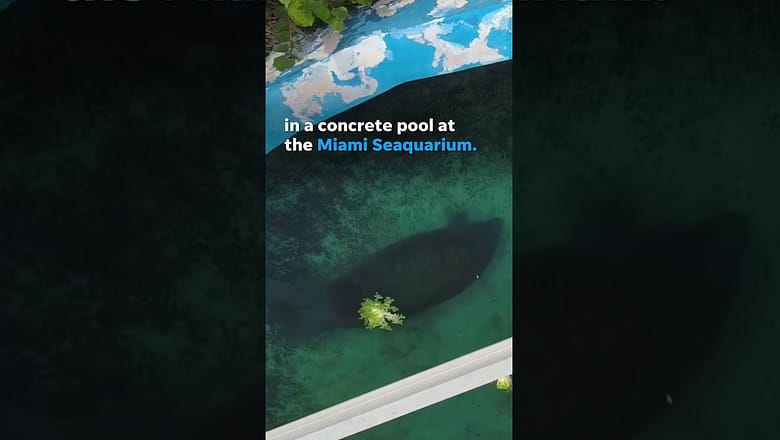Viral video of lonely manatee in concrete pool sparks rescue efforts from activists #Shorts