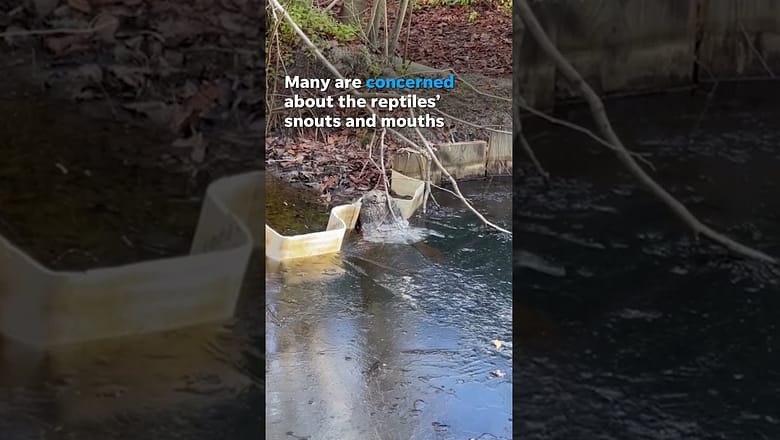 Alligators lean on instincts to survive freezing water #Shorts