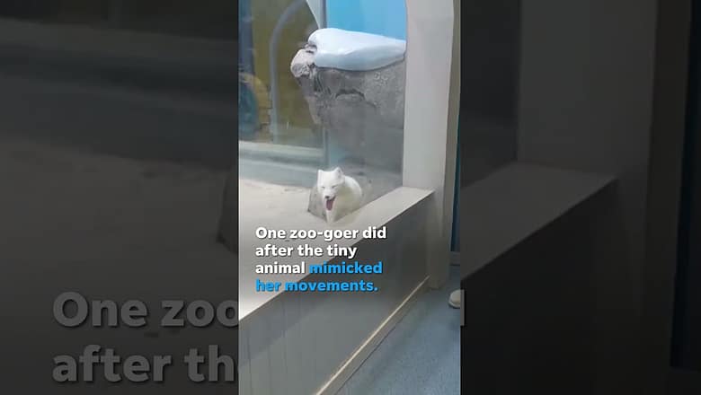 Arctic fox mimics human’s movements, dances with her at zoo #Shorts
