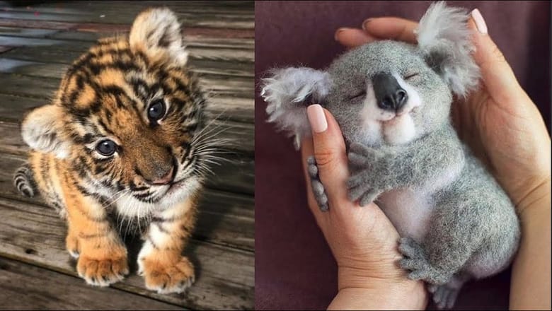 Cute Baby Animals Videos Compilation | Funny and Cute Moment of the Animals #14 – Cutest Animals