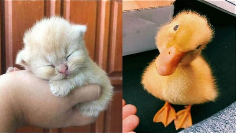 Cute Baby Animals Videos Compilation | Funny and Cute Moment of the Animals #15 – Cutest Animals