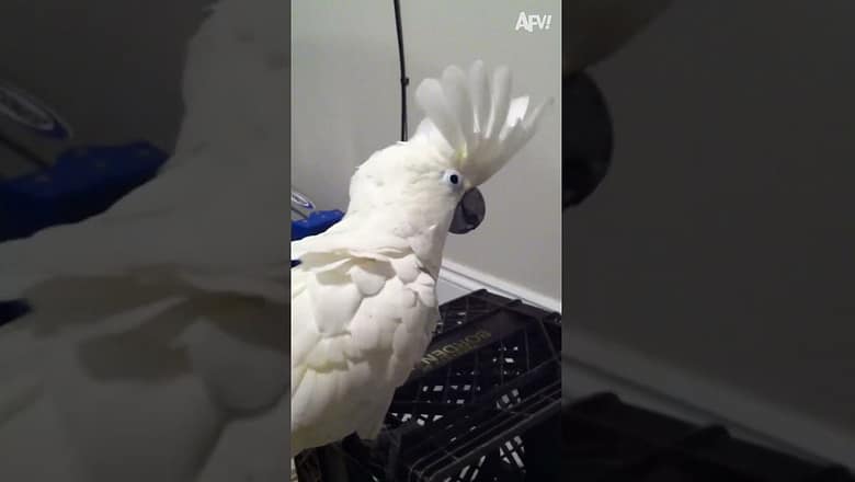 Did that bird just bark? ?? #Bird #funny #bark #Shorts