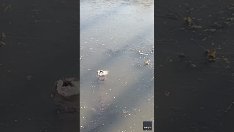 Gator survival technique 101: Stick your snout out of frozen water #Shorts