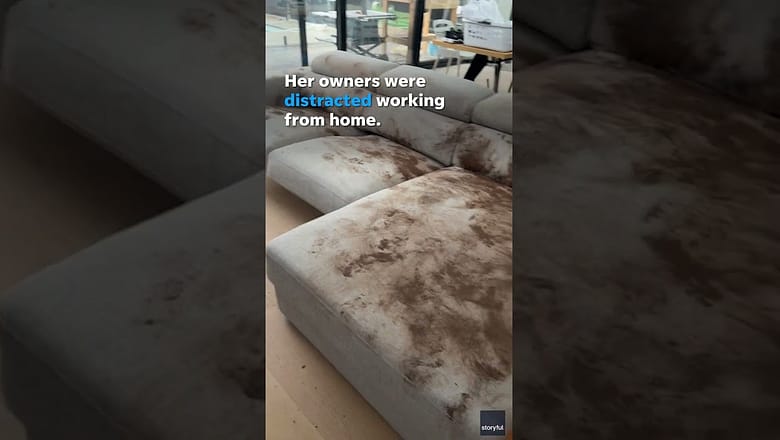 Golden Retriever leaves muddy mess on couch after playing in rain #Shorts