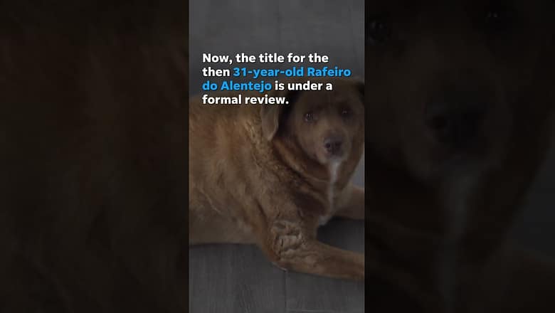 Guinness formally reviewing Bobi’s ‘world’s oldest dog’ record #Shorts