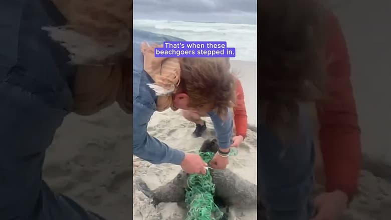 Helpless seal pups reunite and cuddle after being rescued from net | Animalkind #shorts